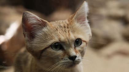 Hay ejemplares en cautiverio pero hace 10 años que no se veía a este gato del desierto en su hábitat natural
