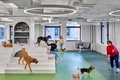 Hay empresas que son pet friendly y permiten que sus empleados llevan a sus mascotas y hasta crean un espacio tipo guardería para ellas
