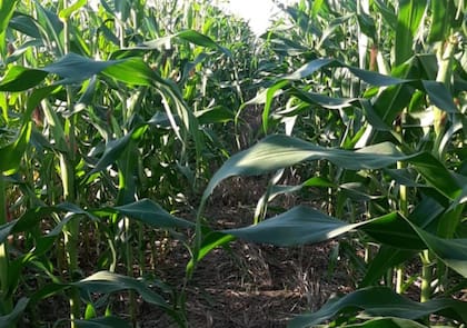 Hay enojo en el agro de Tucumán por el proyecto para cobrar peaje