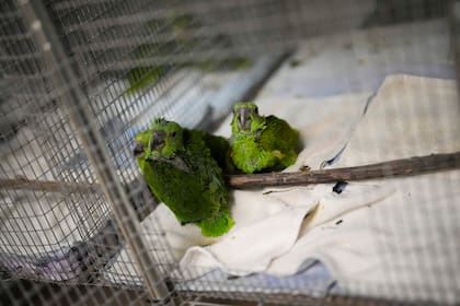 Hay especies de aves únicas en el Parque Natural del Manu