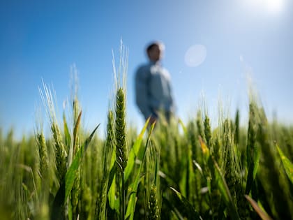 Hay expectativa por la siembra del cereal