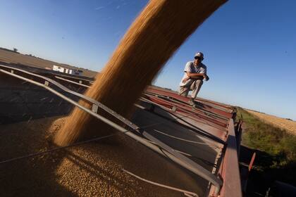 Hay expectativas por el resultado de la cosecha