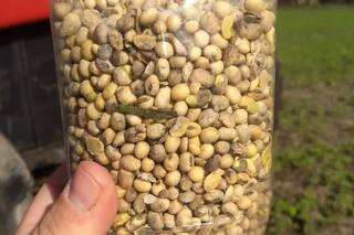 Una cosecha donde el piso del rinde es cero