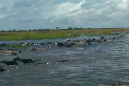 En el traslado de la hacienda entre el agua hay situaciones de riesgo