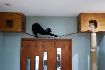 Hay hoteles que ofrecen alimento de primeras marcas y otros que piden que la familia traiga la marca que come el gato habitualmente