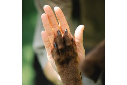 Hay investigaciones que señalan que el dolor de perder a una mascota es tan relevante como el que se siente por la pérdida de un familiar cercano