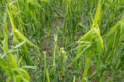 Hay lotes con pérdidas totales