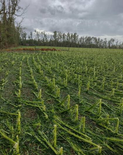 Hay lotes de maíz con más de 100% de pérdidas entre Villa Cañás y Teodelina