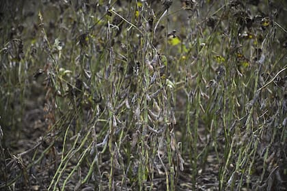 Hay lugares donde aplican productos para que la planta se "entregue"