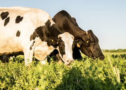 Hay lugares en el ADN de cada animal -los marcadores- relacionados con diferentes rasgos de importancia económica