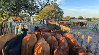 “Hay lugares en el mundo que ya no pueden crecer más en cantidad, pero generan novillos de 600 o 700 kilos. Nosotros tenemos una genética excelente, una máquina muy eficiente, y sin embargo, faenamos animales de 400 kilos o menos", dijo