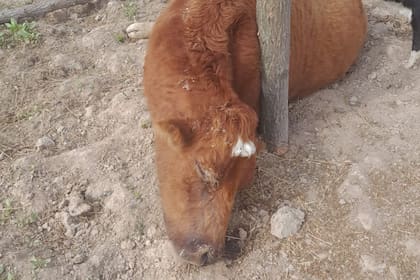 Hay más animales en riesgo por la bajante, según los productores