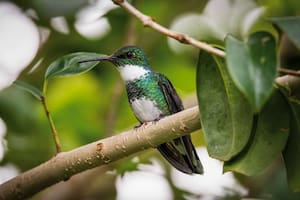 La reserva con cientos de mariposas y picaflores, ideal para el próximo feriado
