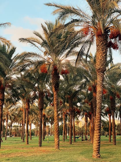 Hay más de 200 variedades de palmeras datileras en el mundo (Foto: unsplash)