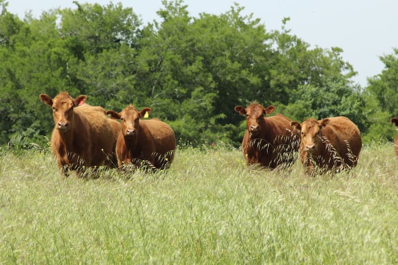 Faena bajo control digital: el Gobierno lanzó un sistema integral que unifica normas y elimina registros en papel