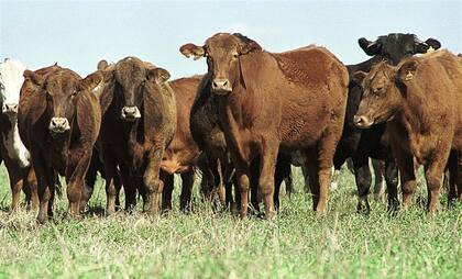 No hay que tomar decisiones ganaderas considerando un solo factor, como puede ser un precio relativamente retrasado; hay elementos productivos, económicos, financieros e impositivos que no se pueden soslayar