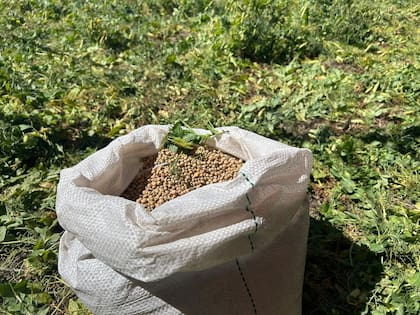 Hay mercados importantes para la arveja