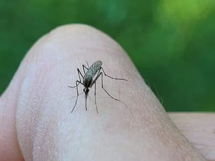 Hay muchas cosas que se pueden hacer para ahuyentar a los mosquitos antes de que piquen 