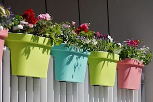 Hay muchas plantas que sirven como tinte natural y se pueden tener en macetas