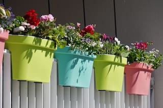 Las plantas que sirven como tinte natural y pueden crecer en macetas en tu casa