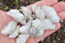 El 70% del algodón sufrió un dramático combo y temen por un default