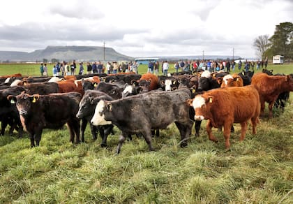 En Agricultura sostienen que la Argentina tiene condiciones para atender una demanda extra a nivel global