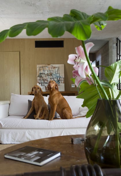 Hay perros que quedan bien en cualquier situación.