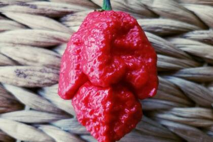 El Carolina Reaper es cultivado en Carolina del Sur, Estados Unidos, y tiene el récord del más picante del mundo