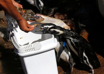 Hay pingüinos magallánicos y saltarrocas reciben su alimento casi en la boca