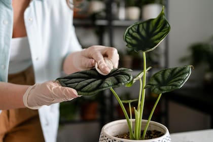 Hay plagas que ponen huevos diminutos, los cuales si no son controlados se trasladan luego a otras plantas del hogar