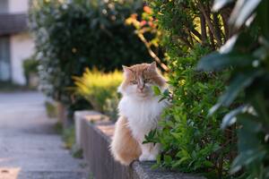 Hay plantas que, a pesar de ser inofensivas para las personas, pueden resultar altamente tóxicas para las mascotas