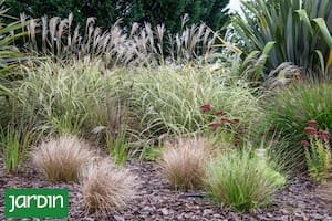 Qué plantas elegir para crear canteros luminosos
