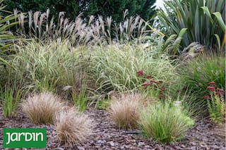 Qué plantas elegir para crear canteros luminosos