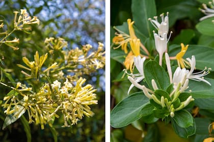 Hay plantas que no se olvidan y olores que se quedan más tiempo que las flores