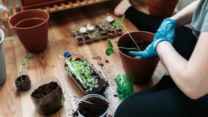 Hay plantas que pueden aguantar mucho tiempo en una misma maceta