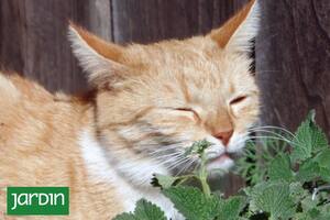 Una a una, las plantas que podés tener si hay gatos o perros en tu casa
