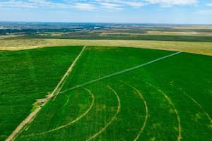 El maíz cambia el paisaje del Alto Valle y hay una nueva meca para el cultivo