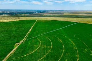 El maíz cambia el paisaje del Alto Valle y hay una nueva meca para el cultivo