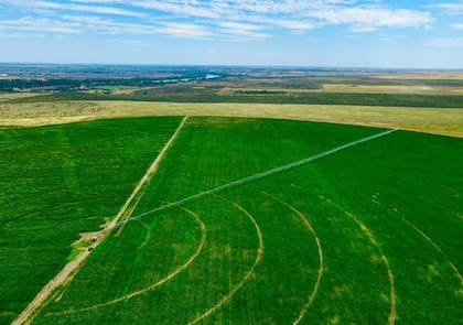 Hay planteos de hasta 20 toneladas por hectárea