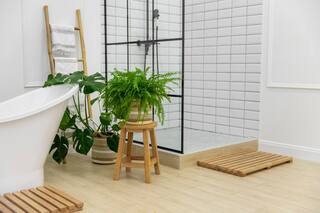 Las tres plantas resistentes al vapor, ideales para decorar el baño