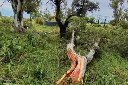 "Hay postes eléctricos tirados por kilómetros. La falta de energía hace imposible mantener la cadena de frío en los tambos y frena toda la logística de maquinaria agrícola”, detalló Tamborenea