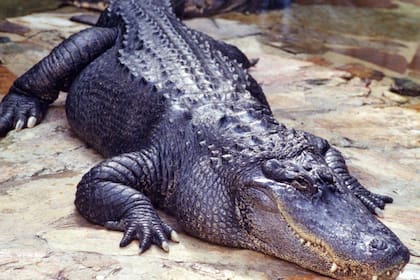 Se estima que en Carolina del Norte hay una alta presencia de caimanes (Foto: Archivo)