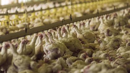 Hay preocupación por la gripe aviar en China
