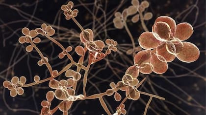 Hay preocupación por la propagación de este hongo (Foto: X)