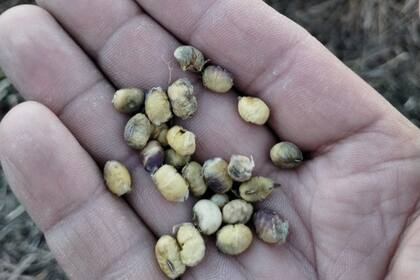 Hay problemas con la calidad del grano cosechado de soja