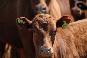 Hay productores que incorporan dos caravanas por animal por temor a perder la electrónica