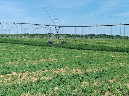 Hay proyectos de pasturas