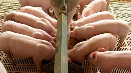Los productores de cerdo atraviesan una situación "compleja", según reconoció el gobierno de Santa Fe