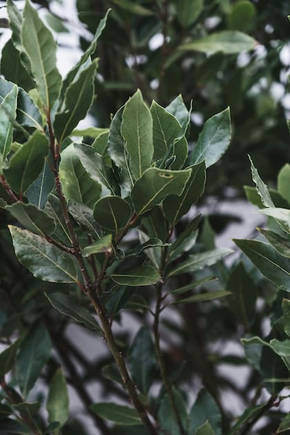 Hay que cambiar las hojas del laurel cada tres meses para que las energías se renueven