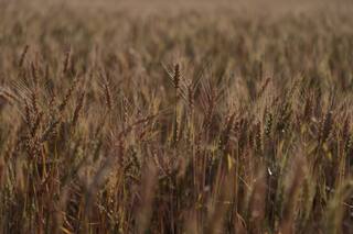 Con la mirada en la salud del suelo: cómo evitar el deterioro